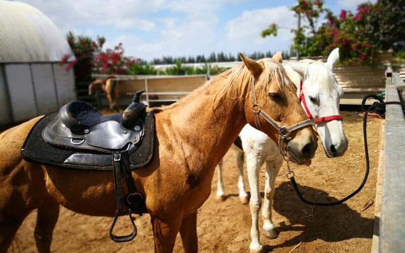 26050756_1530088268922 (1) (1)